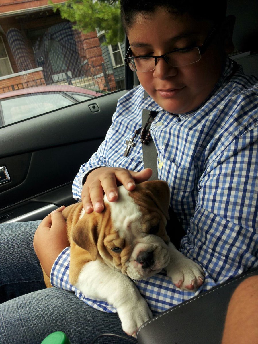 MightyThor617's tweet photo. Today 7 years ago mama and uncle pookie went to go pick me up! I was a little baby who cried in my crate. Mama had to pull over to uncle pookie could carry all the way home! #mightythor #bulldogthor #babythor #alwaysbeenastudmuffin https://t.co/lp1Pkmsg5H