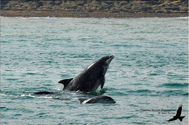 The Whitby Guide tweet media