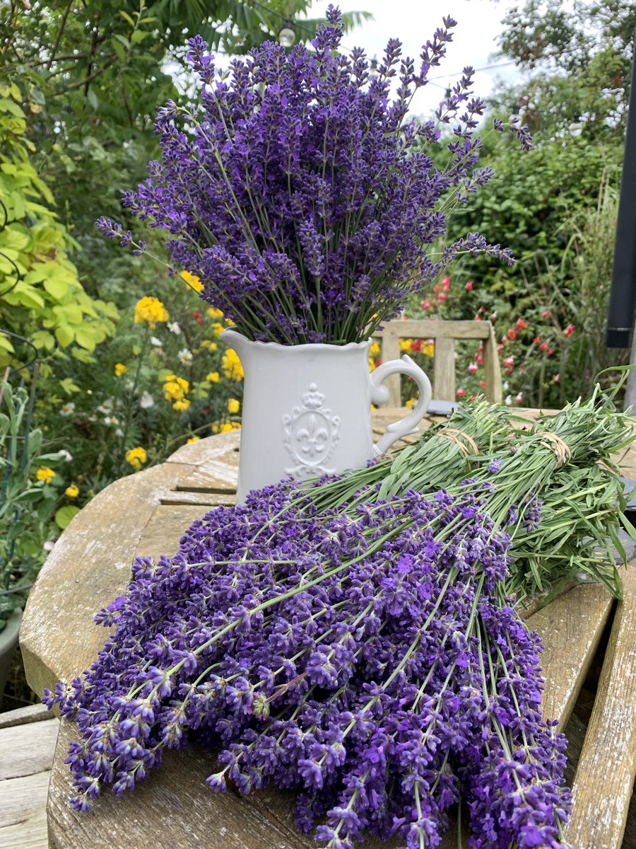 ExCottCreations's tweet photo. 💜Lots of lovely lavender cut from the cottage garden this year 💜it’s taken 3 years of adding lime &amp; grit to our acid clay soil but it’s worth it for the colour &amp; fragrance 💜&amp; the bees 🐝 love it too 💜 https://t.co/WmXAAgQ13w