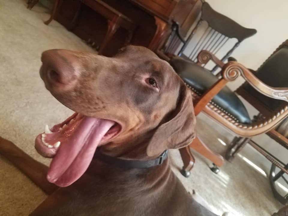 djthmps4's tweet photo. #TongueOutTuesday with @LittleManMax + @DobergirlCleo #QueenCleopatra #CleoLongLegs #Sissy #LittleManMax #TheMaxFactor #TheBoneCollector #GentleGiant #AGirlAndHerDobermans #ItsAllAboutTheDobermans #DobermanInfinity #Dobernation #DogCelebration #DogsOfTwitter #DogzRule https://t.co/KgF2owGuDc
