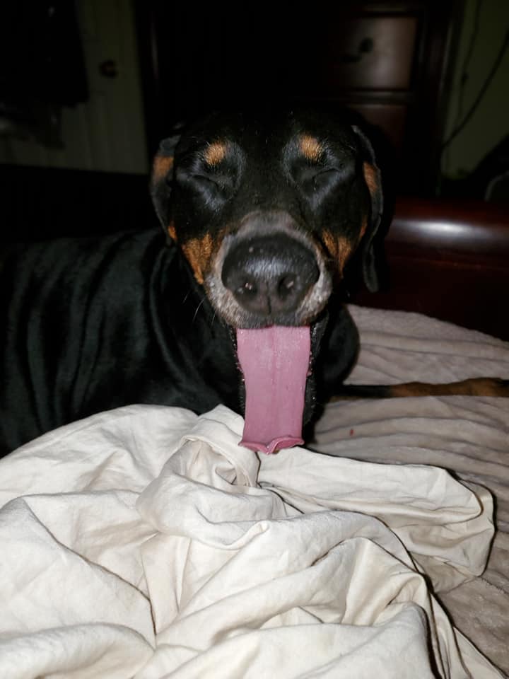 djthmps4's tweet photo. #TongueOutTuesday with @LittleManMax + @DobergirlCleo #QueenCleopatra #CleoLongLegs #Sissy #LittleManMax #TheMaxFactor #TheBoneCollector #GentleGiant #AGirlAndHerDobermans #ItsAllAboutTheDobermans #DobermanInfinity #Dobernation #DogCelebration #DogsOfTwitter #DogzRule https://t.co/KgF2owGuDc