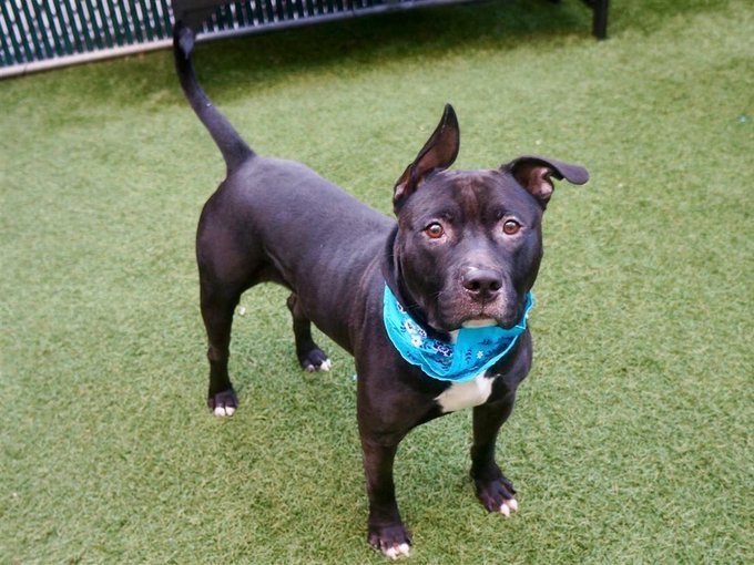 KeithOlbermann's tweet photo. KING MUST’VE THOUGHT IT WAS A PLAY DATE. IT WAS ACTUALLY HIS ‘HUMAN’ DUMPING HIM. HE DIES TODAY. Friendly to staff, ok with dogs, clearly can’t figure out where his family went. King #69993 needs our pledges via @chortletown for Rescue, F/A PLEASE RT https://t.co/Pf5x9NByjS https://t.co/2n8Klo2Qvc