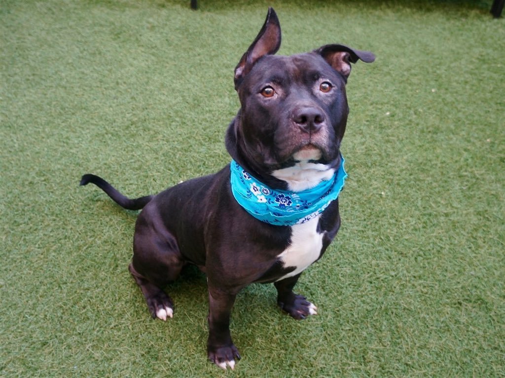KeithOlbermann's tweet photo. KING MUST’VE THOUGHT IT WAS A PLAY DATE. IT WAS ACTUALLY HIS ‘HUMAN’ DUMPING HIM. HE DIES TODAY. Friendly to staff, ok with dogs, clearly can’t figure out where his family went. King #69993 needs our pledges via @chortletown for Rescue, F/A PLEASE RT https://t.co/Pf5x9NByjS https://t.co/2n8Klo2Qvc