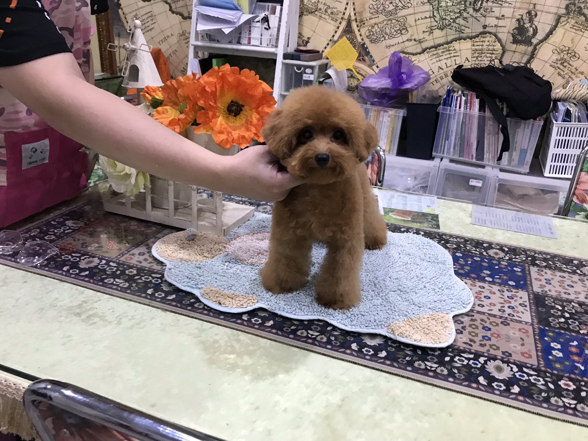 teddy bear poodles for sale