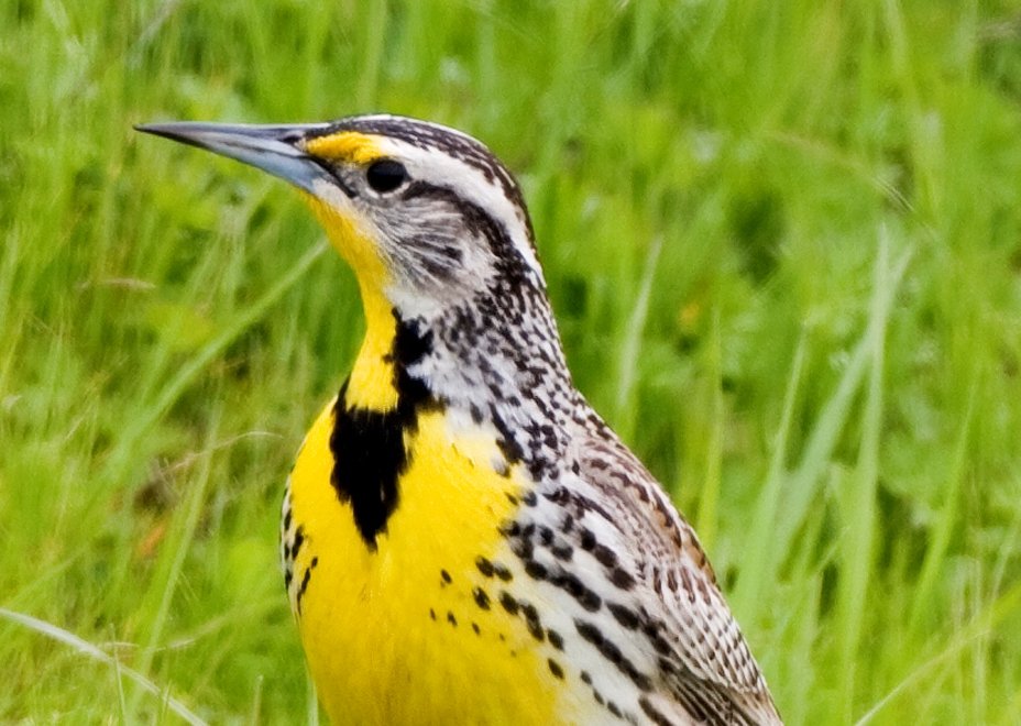 HearingHealthFn's tweet photo. Birds can restore their own hearing once deafened, and our scientists are studying this process to make it possible in humans — relieving millions of hearing loss. Learn more at https://t.co/NPKTimFu7X https://t.co/cxYMyDpcAC