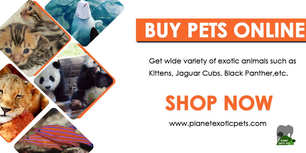 exotic pet store online