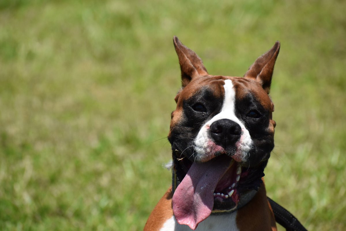 BoxersofMercy's tweet photo. #Kujo 😁 #boxer #euroboxer #americanboxer #happiestboy https://t.co/Zqam9izEw1