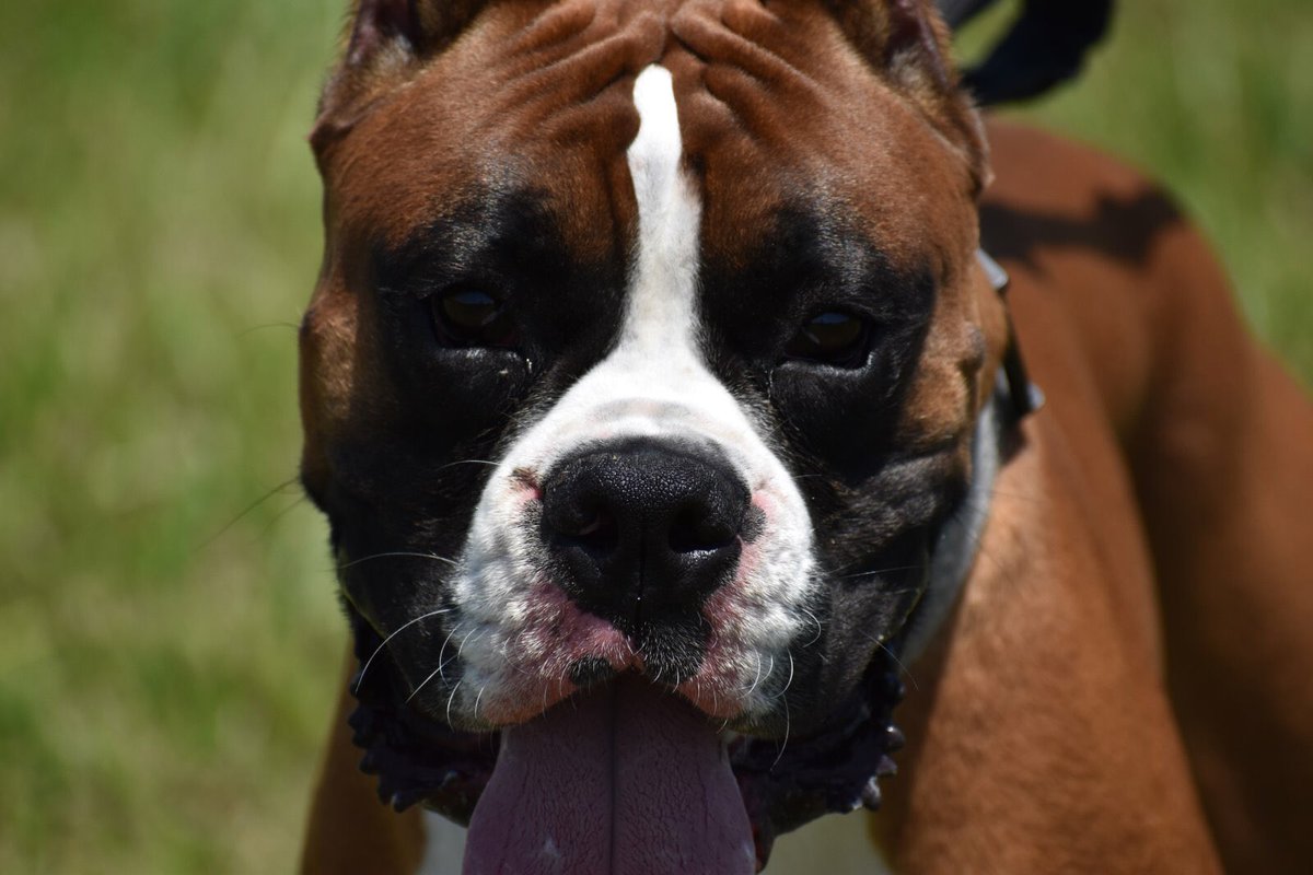 BoxersofMercy's tweet photo. #Kujo 😁 #boxer #euroboxer #americanboxer #happiestboy https://t.co/Zqam9izEw1