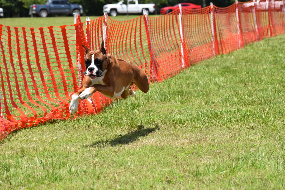 BoxersofMercy's tweet photo. #Kujo 😁 #boxer #euroboxer #americanboxer #happiestboy https://t.co/Zqam9izEw1