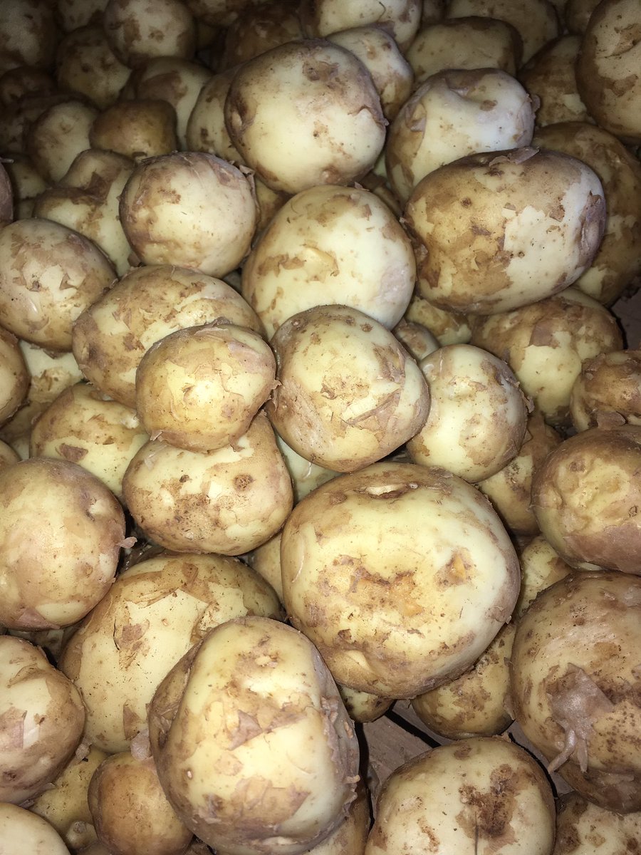 New potatoes in the store today! Why not grab some for supper! #farmfresh #agproud