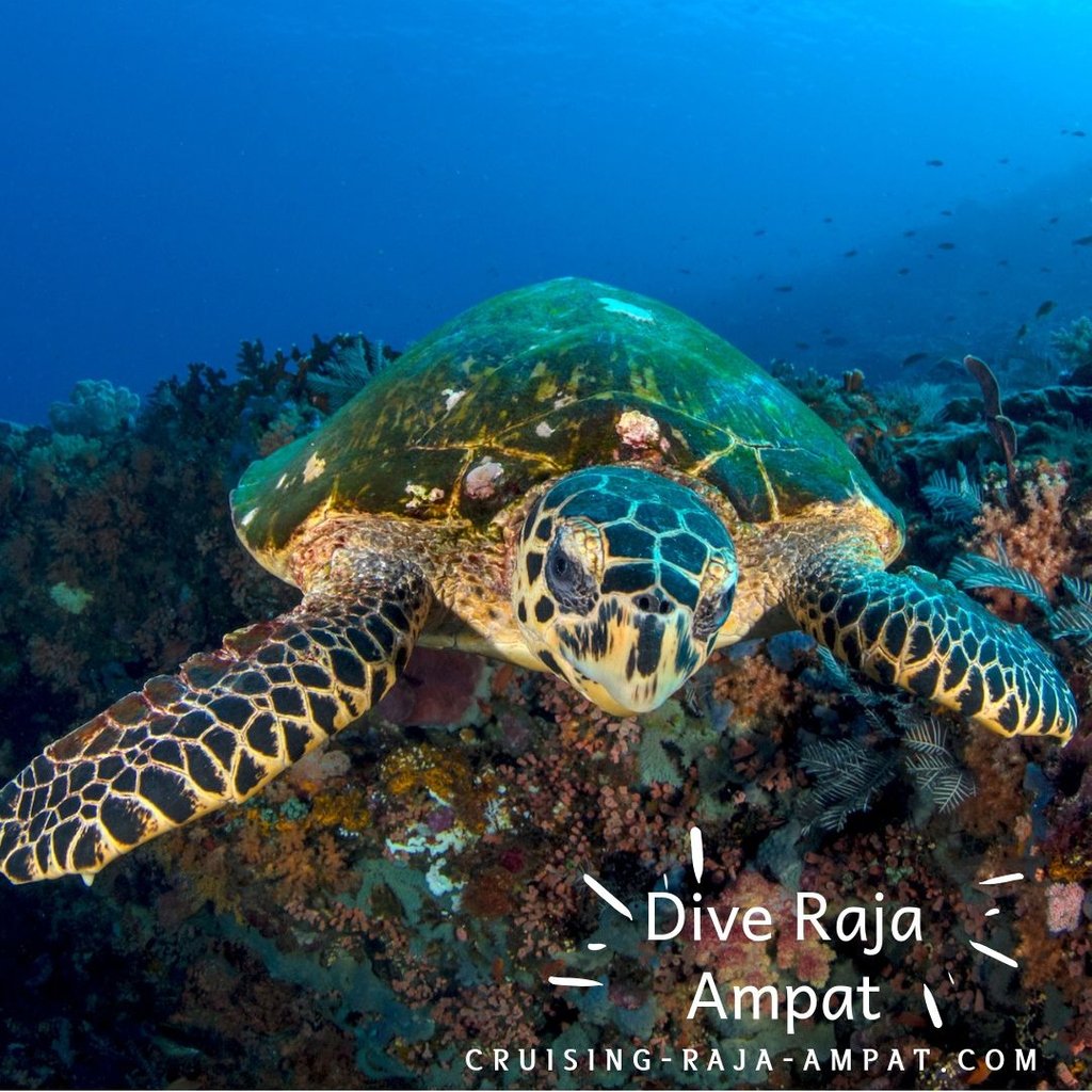 wisesarajaampat's tweet photo. “Collect moments, not things.”
Dive Raja Ampat with Wisesa Liveaboard

Wisesa Liveaboard Raja Ampat
Book for 2020!
@cruisingrajaampat
Call us this week to schedule your Trip!

#underwaterphotographer #natgeo #water #indonesia #scubalife #paditv #adventure #rajaampat https://t.co/OxPdOCKYgm
