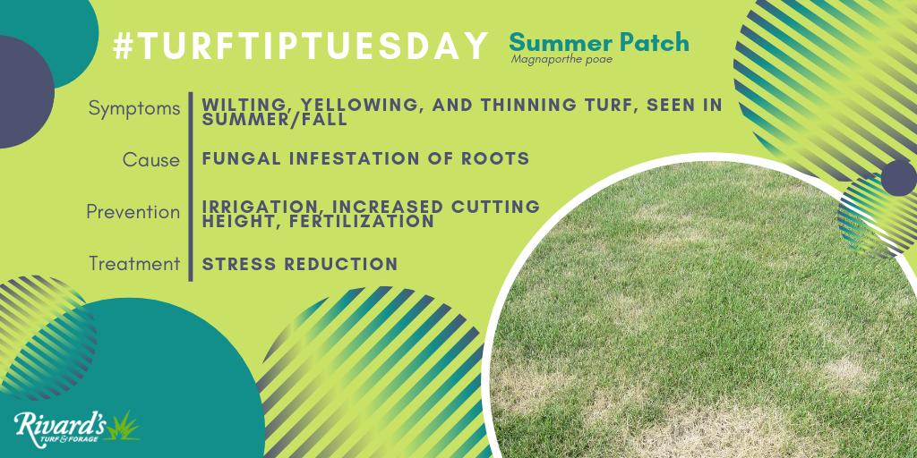 RTFSEEDS's tweet image. #TurfTipTuesday #SummerPatch affects bluegrass, but prevention is possible with proper turf management, and reducing stress on turf can help your grass make it through an infection- increased cutting height, fertilization, and irrigation.

Photo: @KSUTurf blogs.k-state.edu/turf/tag/summe…