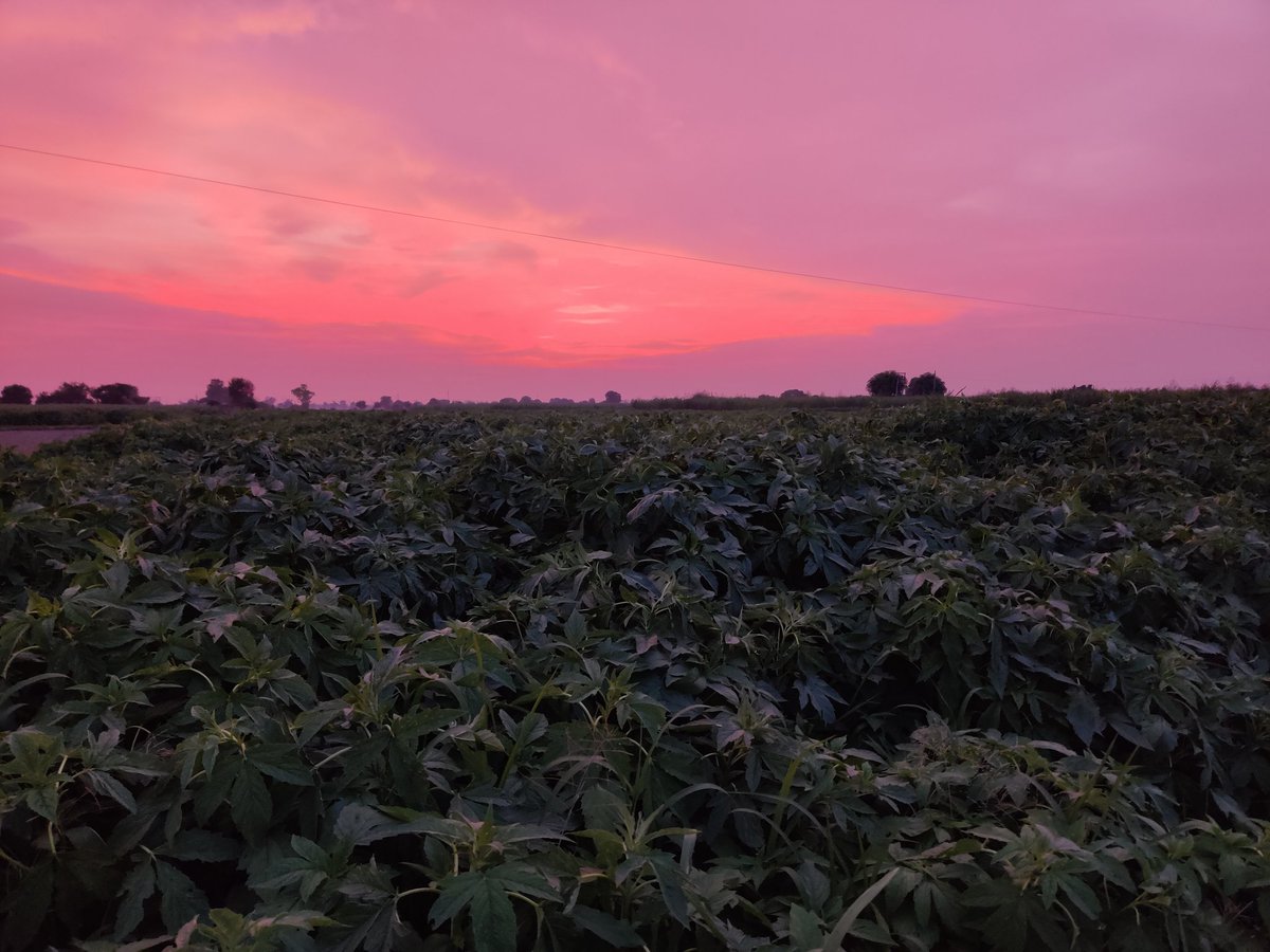 sanesa's tweet photo. An evening @ #Sanesa - Landscape sans the Skyscrapers! https://t.co/X8PGBez5fA