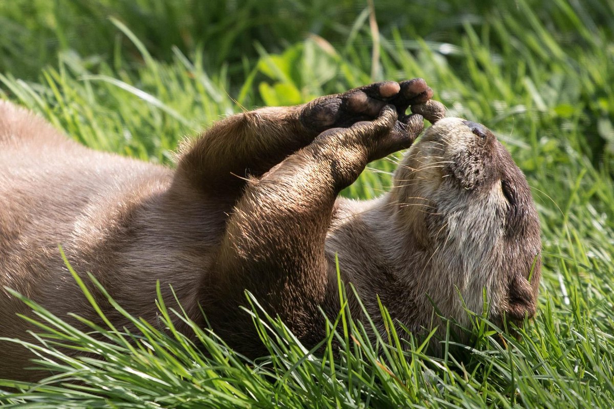 aroundaboutbrit's tweet photo. Visit Heads of Ayr Farm Park during your stay at Eglinton Guest House. This all-weather attraction is the perfect day out for the whole family.
https://t.co/XVCvFpZbmg
#Ayr #Ayrshire #Scotland #HeadsofAyrFarmPark #Holiday #BedandBreakfast #FamilyHoliday #August #Summer https://t.co/6TepsSfhWp