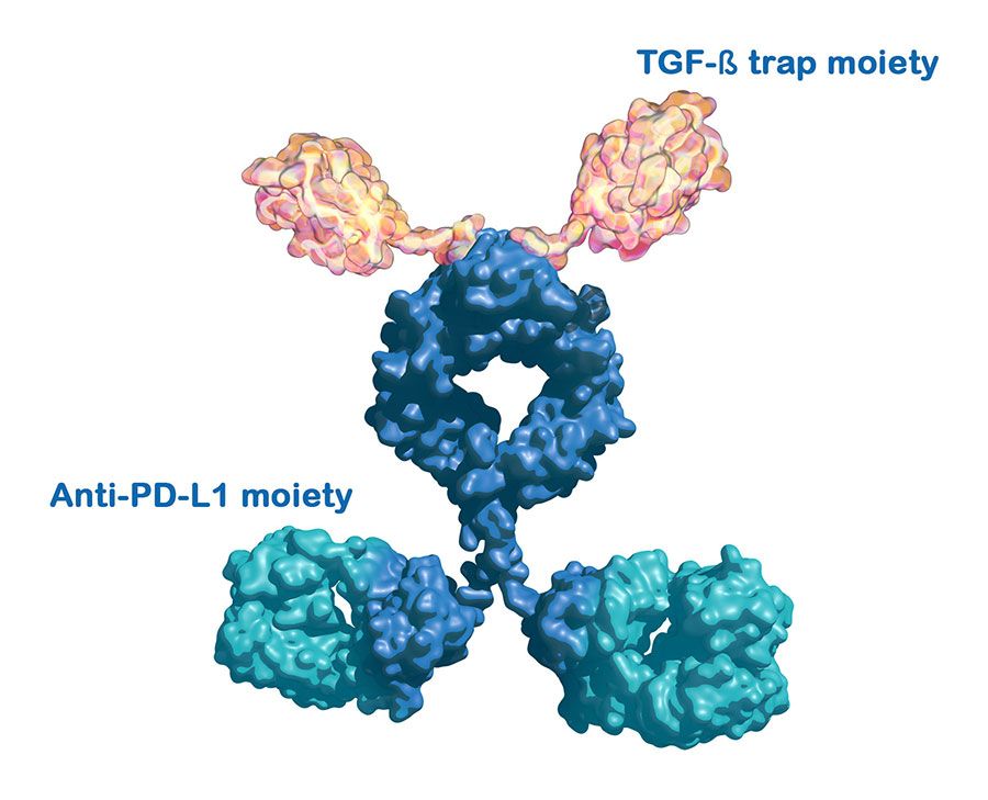 Bintrafusp alfa is a new immunotherapy drug that has been shown to shrink tumors of some patients with advanced HPV-related cancers. The drug simultaneously binds to PD-L1 and TGF-beta.

Read more: cancer.gov/news-events/ca…