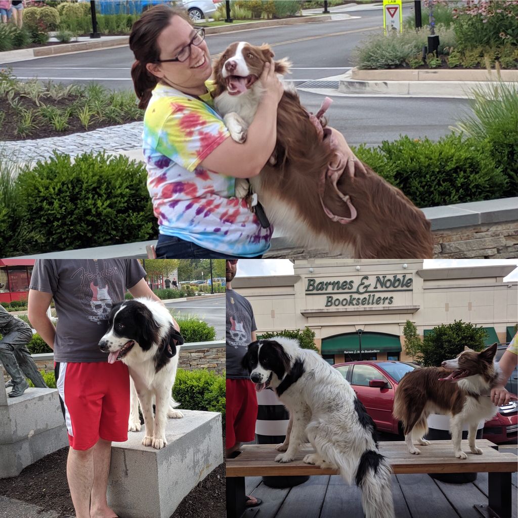 BLK9MD's tweet photo. "Levi" with his sister "Echo" showing off how well behaved they can be at The Ave in White Marsh

No matter the size, no matter the breed, no matter the problem.  We can help https://t.co/RHaL2LiRKj