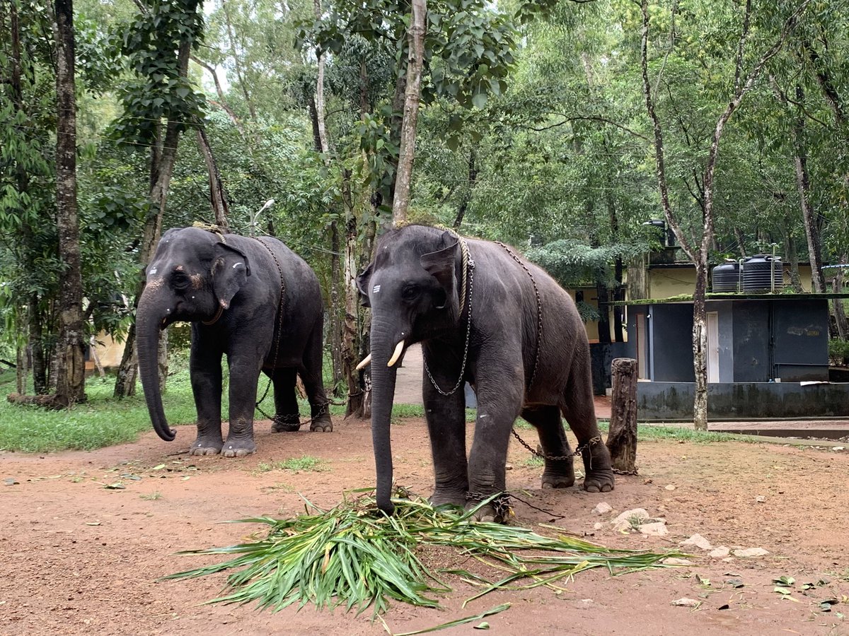 charcrilley96's tweet photo. swiftly followed by a visit to see the ELEPHANTS!! 🐘😍 they are incredible, bringing one home wasn’t on the cards but if it was...😩😍 https://t.co/qfTL5wS7vB
