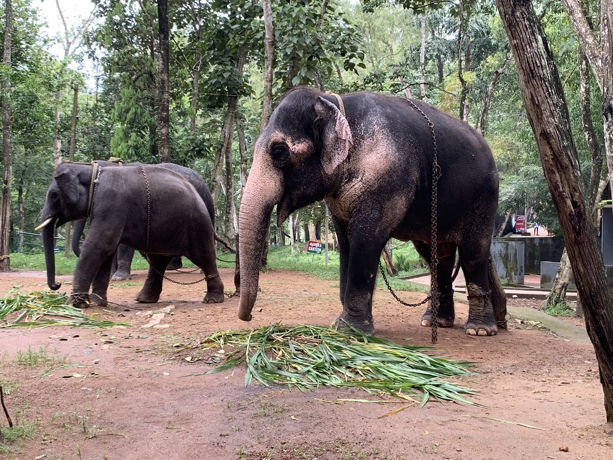 charcrilley96's tweet photo. swiftly followed by a visit to see the ELEPHANTS!! 🐘😍 they are incredible, bringing one home wasn’t on the cards but if it was...😩😍 https://t.co/qfTL5wS7vB