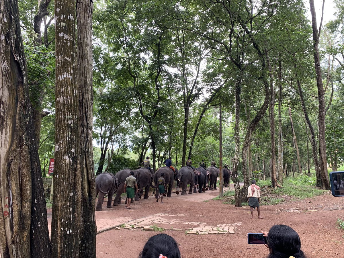 charcrilley96's tweet photo. swiftly followed by a visit to see the ELEPHANTS!! 🐘😍 they are incredible, bringing one home wasn’t on the cards but if it was...😩😍 https://t.co/qfTL5wS7vB
