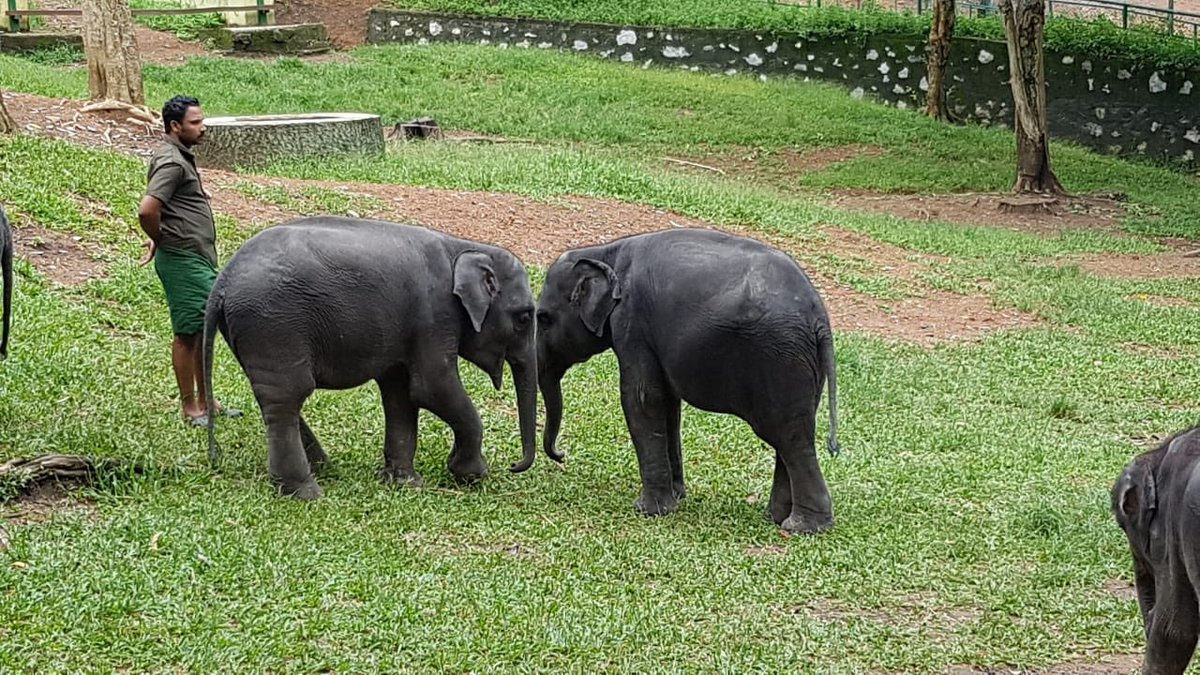 charcrilley96's tweet photo. swiftly followed by a visit to see the ELEPHANTS!! 🐘😍 they are incredible, bringing one home wasn’t on the cards but if it was...😩😍 https://t.co/qfTL5wS7vB