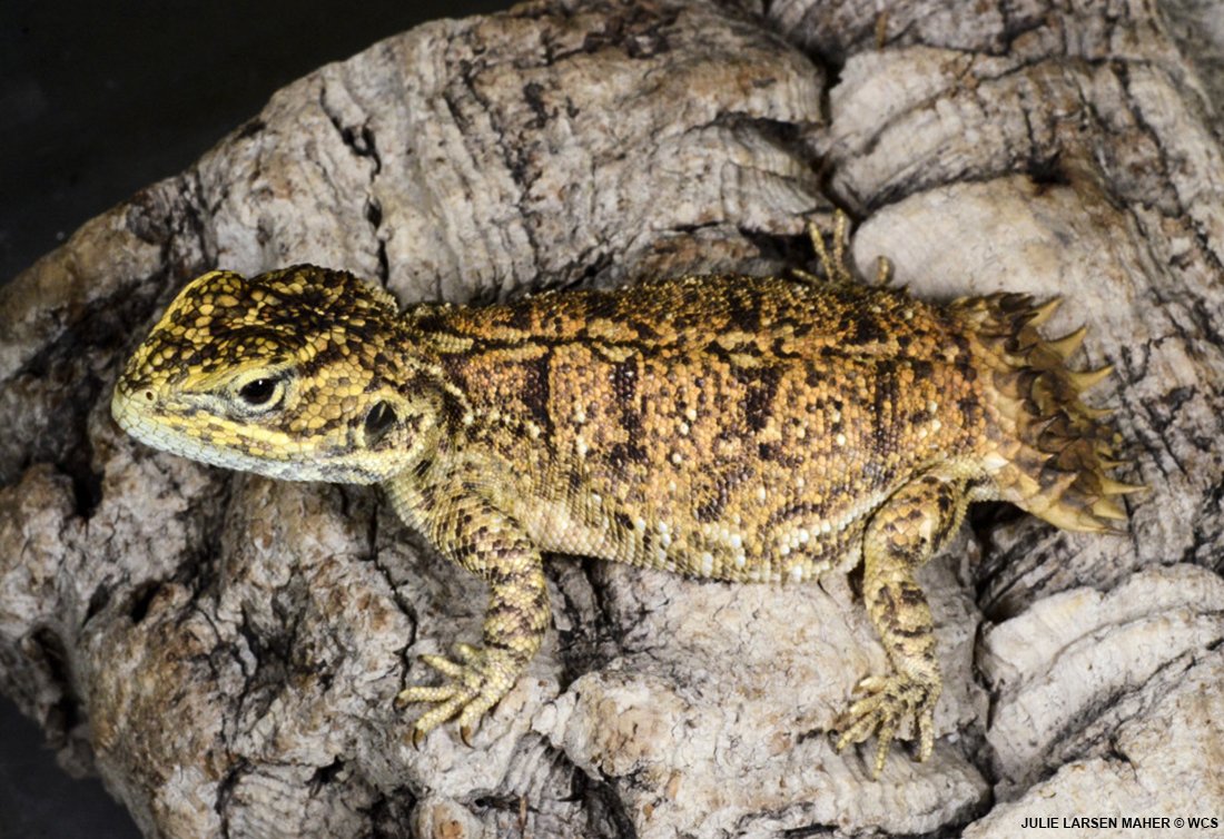 BronxZoo's tweet image. For #WorldLizardDay get to know the shield tailed dwarf agama 🦎

✅ native to Africa
✅ less than four inches in length
✅ dig shallow tunnels to spend the night and block the entrance behind them with their spiked tails

What&apos;s your favorite lizard?