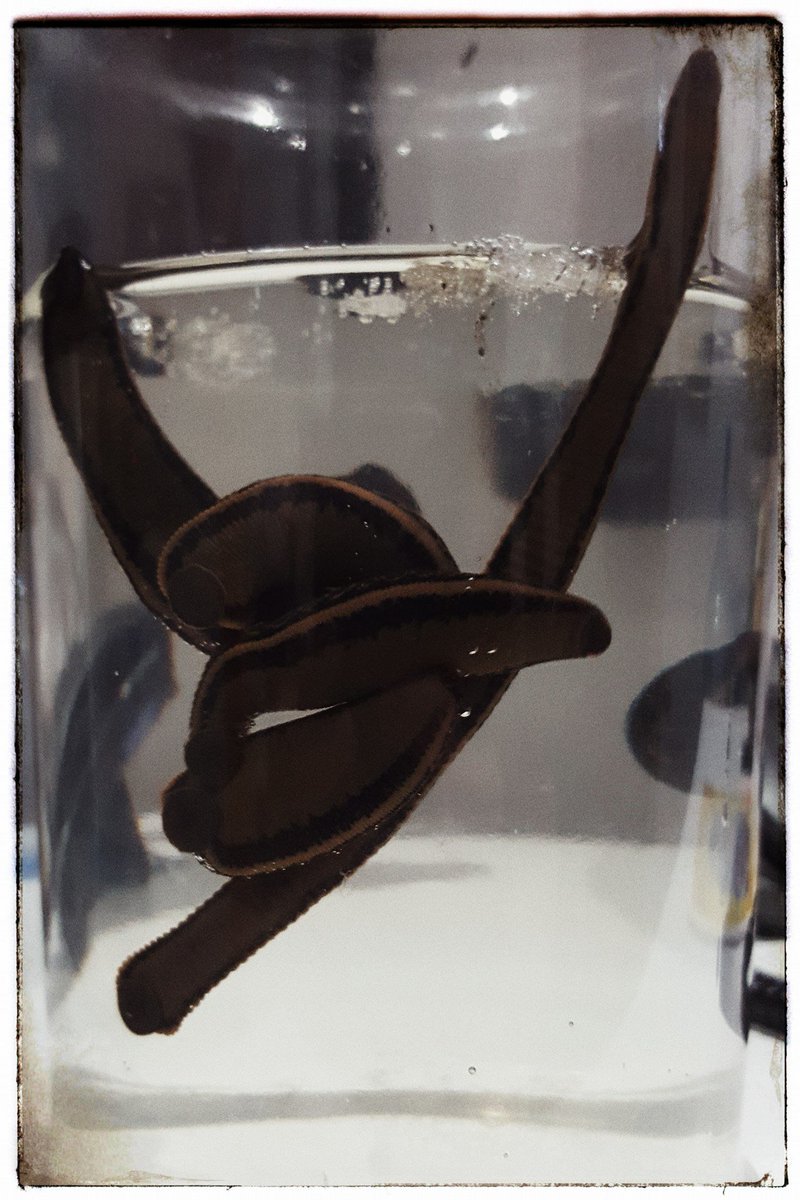 OldOpTheatre's tweet photo. Still afraid of leeches? Check out this article from the BC Medical Journal about the history of bloodletting and discover why they are still used  today! #histmed #histscie #medicalfears #oldoptheatre

https://t.co/nzZ99aAftK https://t.co/KoL3znEPeD