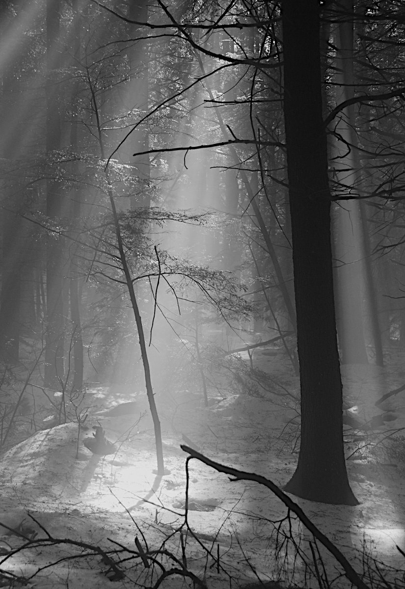 LightFieldArts's tweet photo. Why is LightField focusing on the Eastern Hemlock (Tsuga Canadensis) for the tree science part of its fall exhibit?

“No other tree species in our eastern landscape exerts such a widespread and profound influence on the environment and other organisms, including ourselves."🌲 https://t.co/wh143xJHLc
