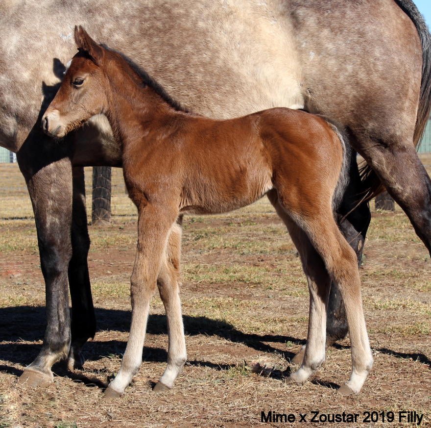 Chinahorseclub's tweet photo. You love foaling season when, maiden mares, like G2 Winner Mime, put down Zoustar foals like this one for their first effort. #5daysold https://t.co/YZTKCJ5Hbm