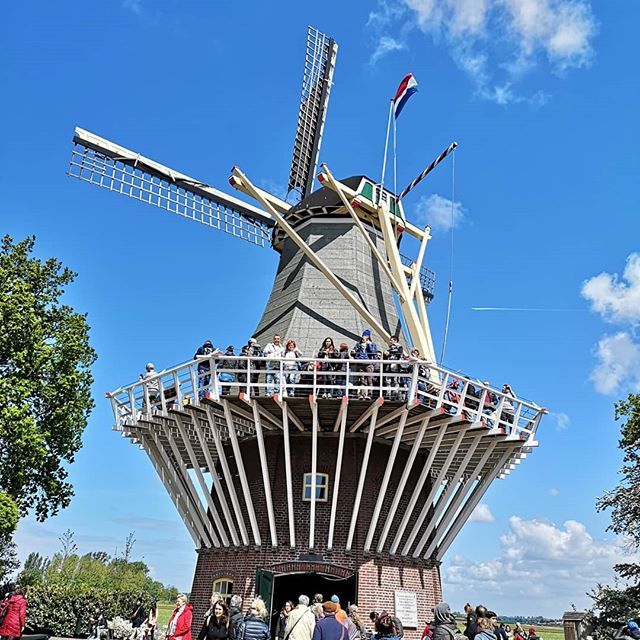 milesgeek's tweet photo. The windmill at the amazing Kukenhoff gardens near Amsterdam.
#traveljunkie #naturebestshots #travellgram #travelspot #travellove #placetovisit #natureelite #worldclassshots #lovetraveling #travellist #worldnomads #lovetotraveltheworld #amazingworld #tr… https://t.co/JvD4x2n6O7 https://t.co/HINTSOVVmX