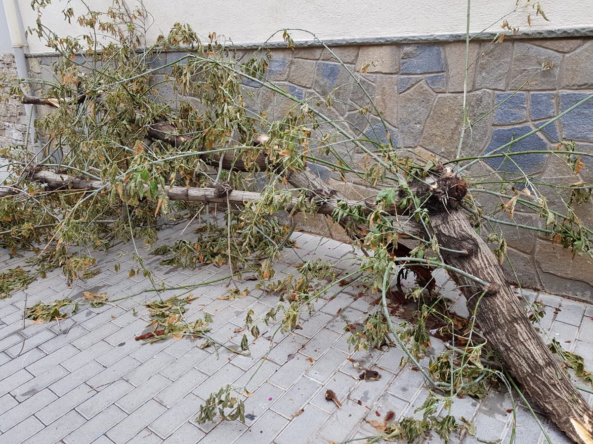 Què creus que sobra en aquesta 📸 foto❓
Nosaltres ho tenim clar, i tu❓
#volemarbres #volemqueescuidinelsarbresmalalts #contaminacio #arbres #arbreesvida #dignitat #Cerdanyola