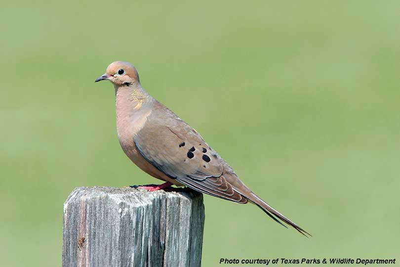 TexasFarmBureau's tweet image. Texas dove hunters are reminded that there are a few calendar changes to be aware of for the upcoming hunting season. 

The South Zone will not feature a Friday opener.

#TFBRadio has more on the changes: txfb.us/2yWaMPW

#hunttx