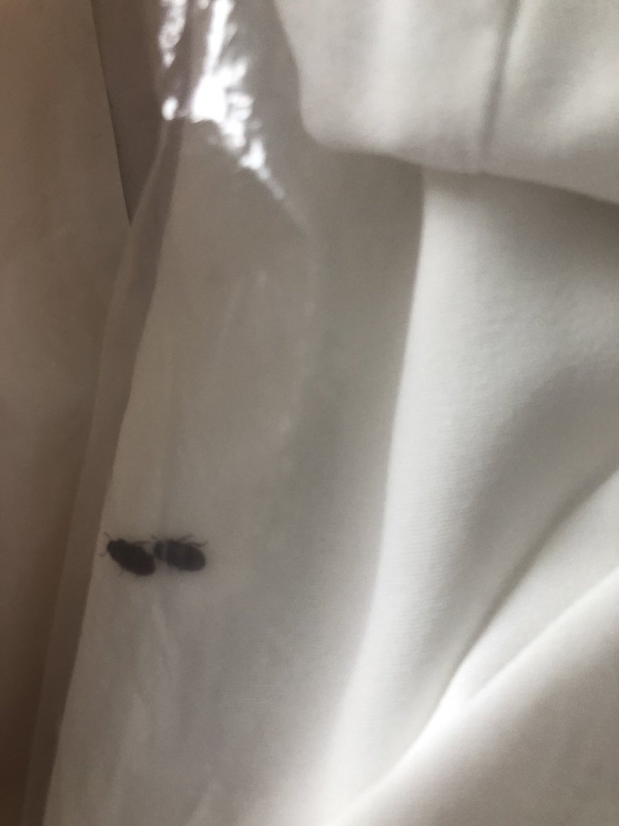 grace_copestake's tweet photo. ALWAYS CHECK YOUR PARCELS BEFORE OPENING THEM! &amp; never order from Tiger Mist. Found a bugs nest in mine🤮🤮 #tigermist https://t.co/qMIK6uK0Jw