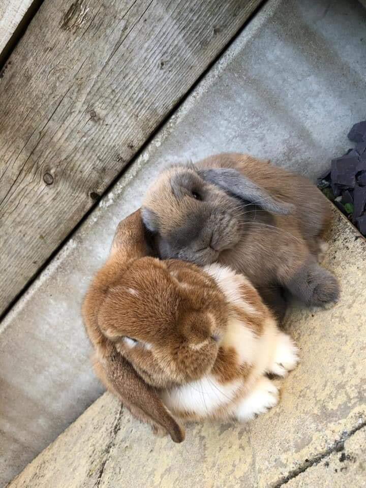 bristolrabbitre's tweet photo. Dusty & his wifebun #toocute #rabbitsneedcompany #littlelivesmatter #brraf https://t.co/cTqnXJ5AdM
