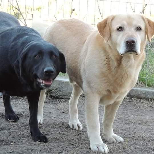 refugioenalerta's tweet photo. Ellos no entienden por qué ,luego de vivir 6 años con una familia, terminaron en el refugio. Ayudalos a recuperar la felicidad con un hogar juntos para Lola y Bruno https://t.co/4z6K5iCLHF