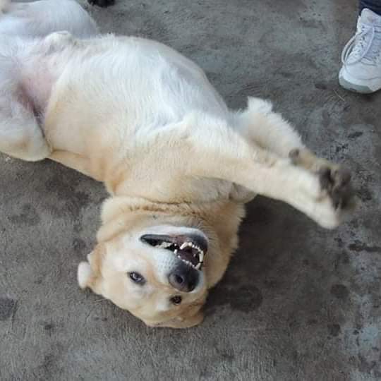 refugioenalerta's tweet photo. Ellos no entienden por qué ,luego de vivir 6 años con una familia, terminaron en el refugio. Ayudalos a recuperar la felicidad con un hogar juntos para Lola y Bruno https://t.co/4z6K5iCLHF
