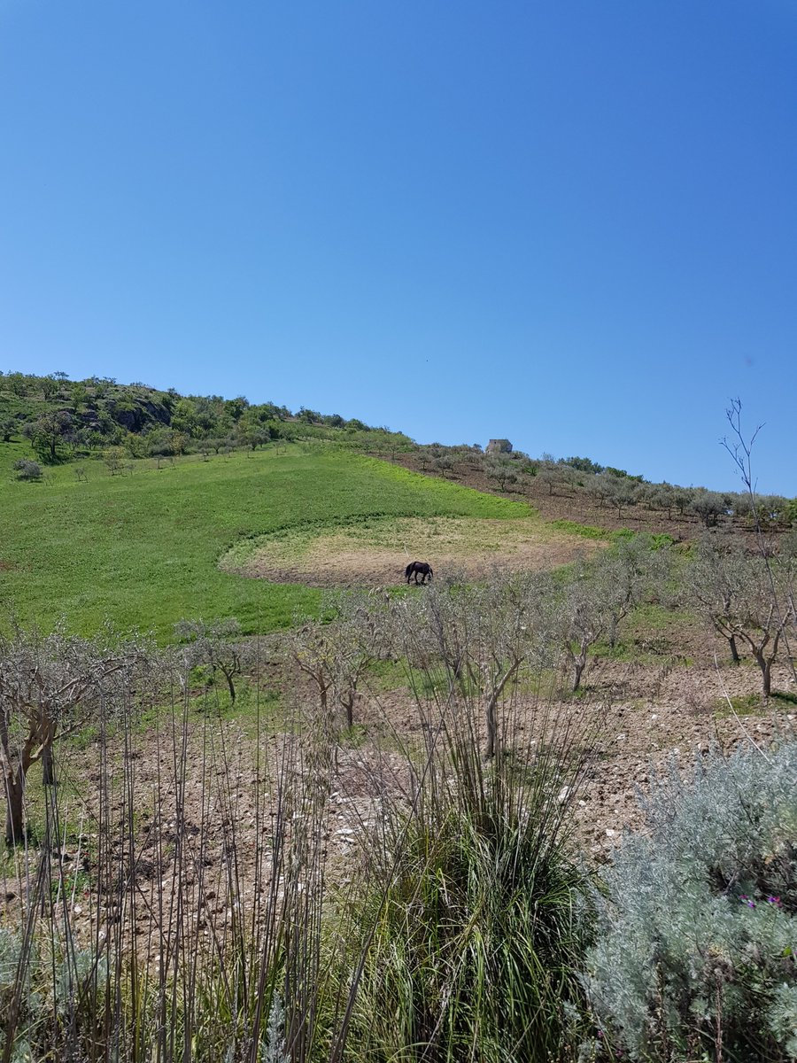FedesMood's tweet photo. Magna Via Francigena (Sicilia)__Cammino da Palermo ad Agrigento 🎒 (apr 2018)
-Percorso da Sutera a Grotte

#magnaviafrancigena #sicilia #camminoinsicilia #pilgrimage #backpacking #hiking #adventure #nature #landscape https://t.co/9mG9WFIZcu