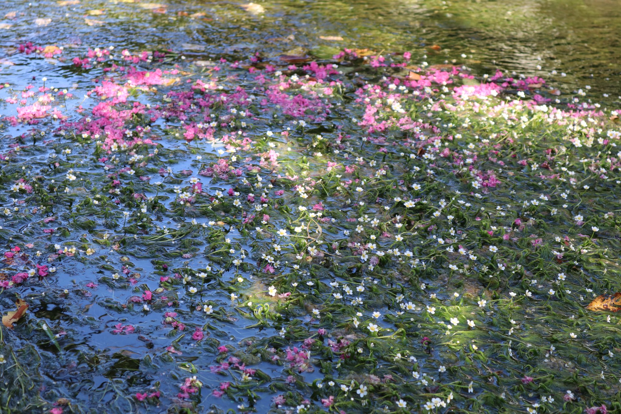 はづき 今日の本当の目的 醒ヶ井の梅花藻を見に行くこと あの オフィーリアの花 が満開になって水面から顔を出してました ほんとは水中に咲く頃の方が好きなんだけど サルスベリの落花が映えるのもやはり見事ですねー 1枚目は青空も写り込んでます