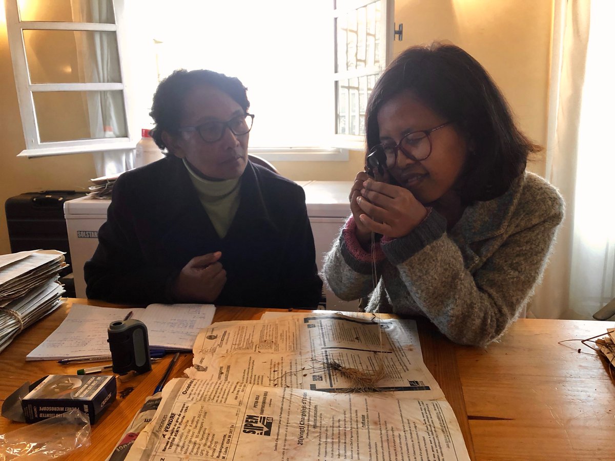 IsabelLarridon's tweet photo. Last day in Madagascar. Identifying #Cyperaceae with @TeamKMCC Hope to be back soon. https://t.co/1Ns140EvRO