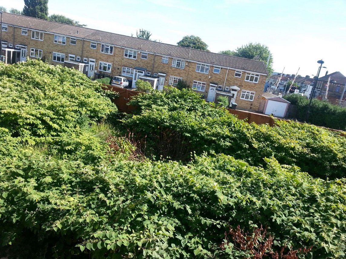 IWSLtd's tweet photo. BLOG: Industry Round-up - 'Japanese knotweed has been on the radar for a long time, we’re now also seeing a lot of homeowners, landowners and other smaller stakeholders who are educating themselves about the wider variety of plants' https://t.co/Bb1cifnM24
#blog #iwsl https://t.co/r4PBnW3jtg