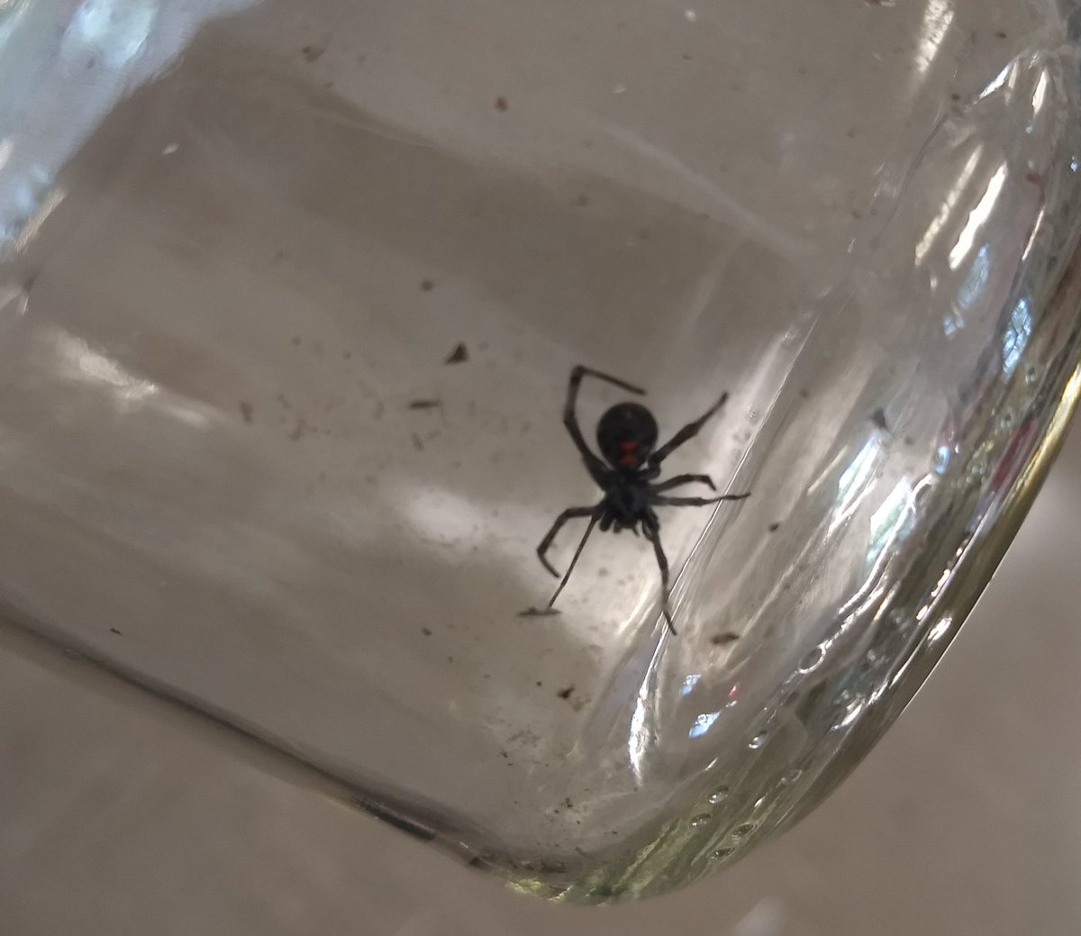 StephenBHeard's tweet photo. When you're an entomologist people bring you cool stuff for identification and advice.  Today: from somebody's bag of grapes, a lovely black widow, Latrodectus sp. (right, @Cataranea?)

(Yes, my photo-photo-through-salsa-jar skills could use work.) https://t.co/Wvut8sv8Fp
