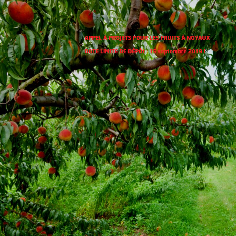 FranceAgriMerFR's tweet photo. Fruits à noyaux : appel à projets pour des investissements en vue de développer la production et/ou assurer un renouvellement régulier des espèces. Arboriculteurs d’abricots, de cerises, de pêches-nectarines ou de prunes, date limite : 15/09/19👉https://t.co/86alboiKdo ! #verger https://t.co/SBjVHiDbC8