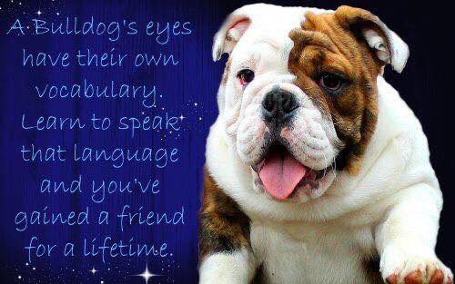 theGBbulldog's tweet photo. #bulldog #englishbulldog #britishbulldog #bulldogpics #bulldogsofinstagram #britishbulldogs #englishbulldogs  #bulldogworld #bulldoglove #bulldogpuppy #bulldogpuppies #bulldogingles https://t.co/EVoA7Adykj