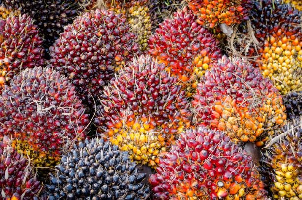 EnergyCensus's tweet photo. European Commission @Trade_EU slaps 8%-18% duties on #Indonesia #biodiesel, effective Aug. 14. But some EU-based rapeseed producers @ufop_de say duties are too low. #palmoil #trade
https://t.co/NHPuaCidPN https://t.co/EyuYxPnOi2