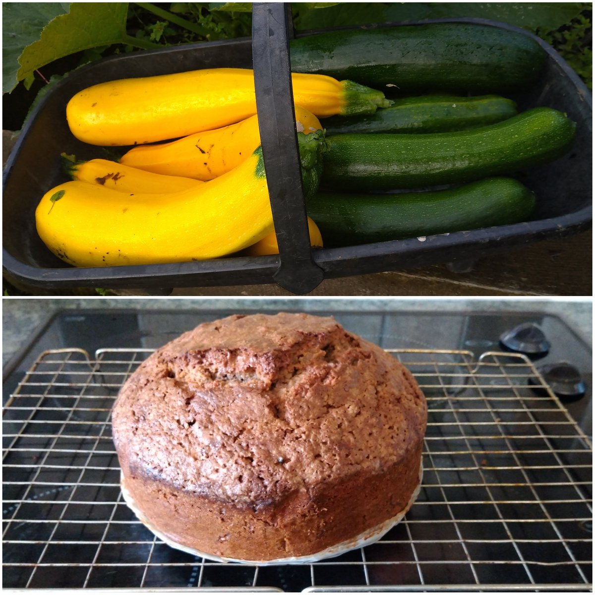 LadiesTakeOn's tweet photo. Is it still 1 of my 5 a day if baked into a chocolate cake?
Asking for a friend.
#homegrown #countryliving #Derbyshirelife #TheShire https://t.co/fin4lEigdq
