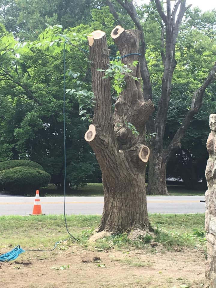 Holliday_Park's tweet photo. You may notice some big changes along Spring Mill Rd! With assistance from Land Stewardship we are removing a line of invasive Hardy Rubber Trees. We will be replacing these trees with beneficial natives. #native #goodtrees #helpwildlife #nativewildlife https://t.co/kLum0nTrXr