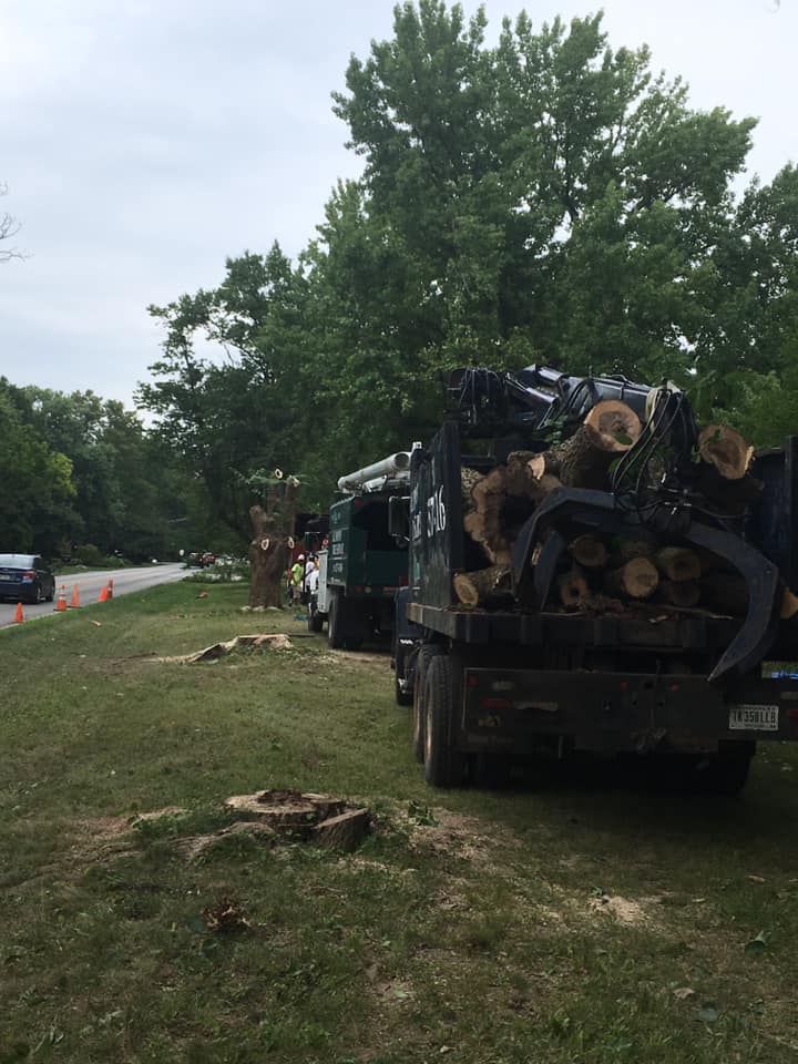 Holliday_Park's tweet photo. You may notice some big changes along Spring Mill Rd! With assistance from Land Stewardship we are removing a line of invasive Hardy Rubber Trees. We will be replacing these trees with beneficial natives. #native #goodtrees #helpwildlife #nativewildlife https://t.co/kLum0nTrXr