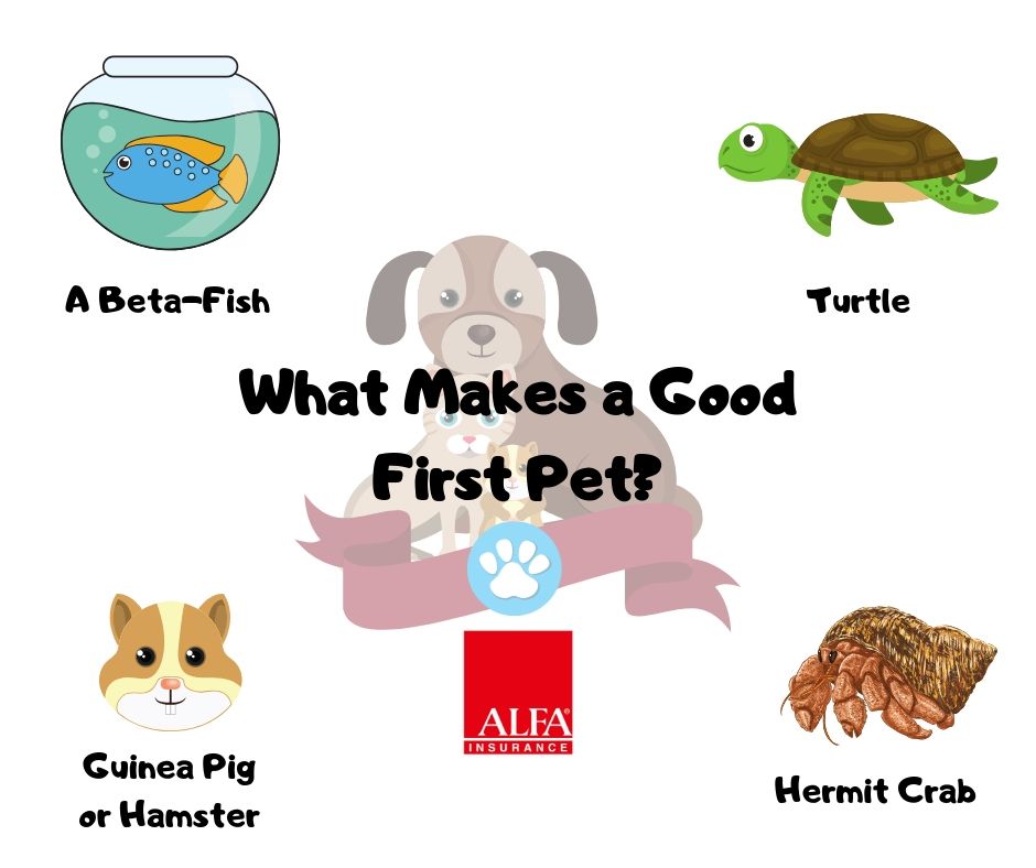 bethrock1's tweet image. Is your little one wanting a pet? Here are some good first pets that are easy to take care of. #FirstPets