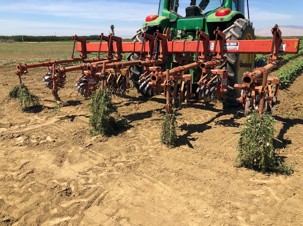 This is so important and it applies to all farming equipment, not just combines. Weed seeds and plant parts can be spread via between field traffic. For example, these bindweed vines and rhizome fragments.