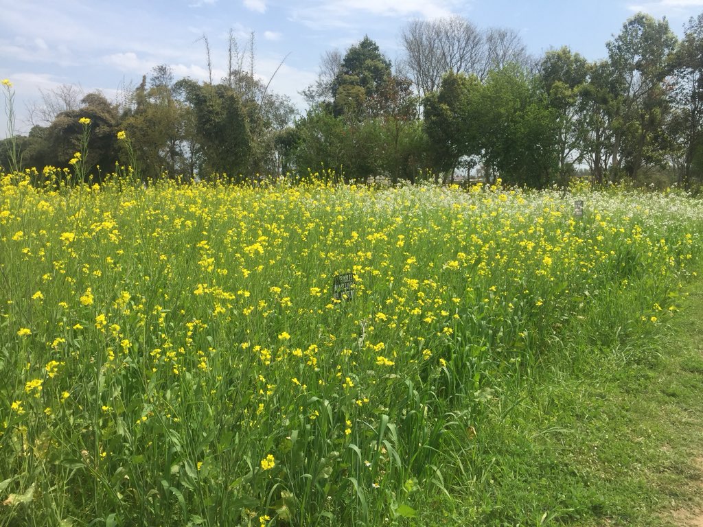 NavdanyaBija's tweet photo. By banning fossil fuels on our farm, we have gained real energy—the energy of
the mycorrhiza and the earthworm, of the plants and animals, all nourished by the energy of the sun. #climatechange #solution #livingfarm. @drvandanashiva @NavdanyaInt @occupytheseed @SwarajAnna https://t.co/tSfozpCCpv