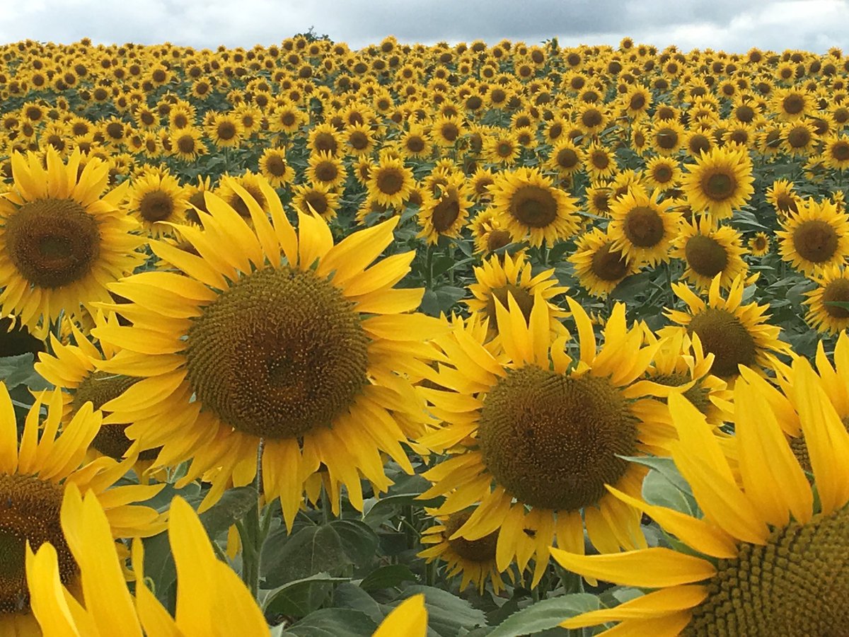 ibancourau's tweet photo. Quel #bonheur, depuis 11 ans, de #cheminer en couple sur le #CheminStJacquesCompostelle!
#Rencontres #Partage #Paysages #Prière #Tolérance #Pèlerins #Simplicité #Vrai
#LâcherPrise...autant d’ingrédients de cette bonne recette à consommer sans modération! https://t.co/KW0qFy3TN5